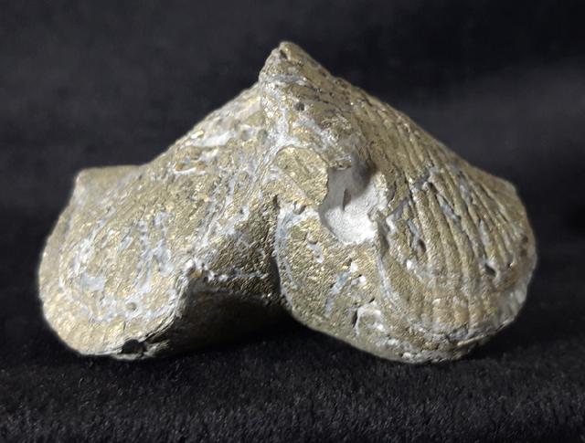 Paraspirifer bownockeri (STEWART 1927) - Bild &copy; FossNet FossilienStore